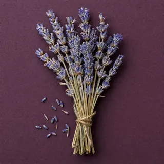 Lavanda