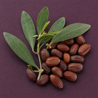 Jojoba